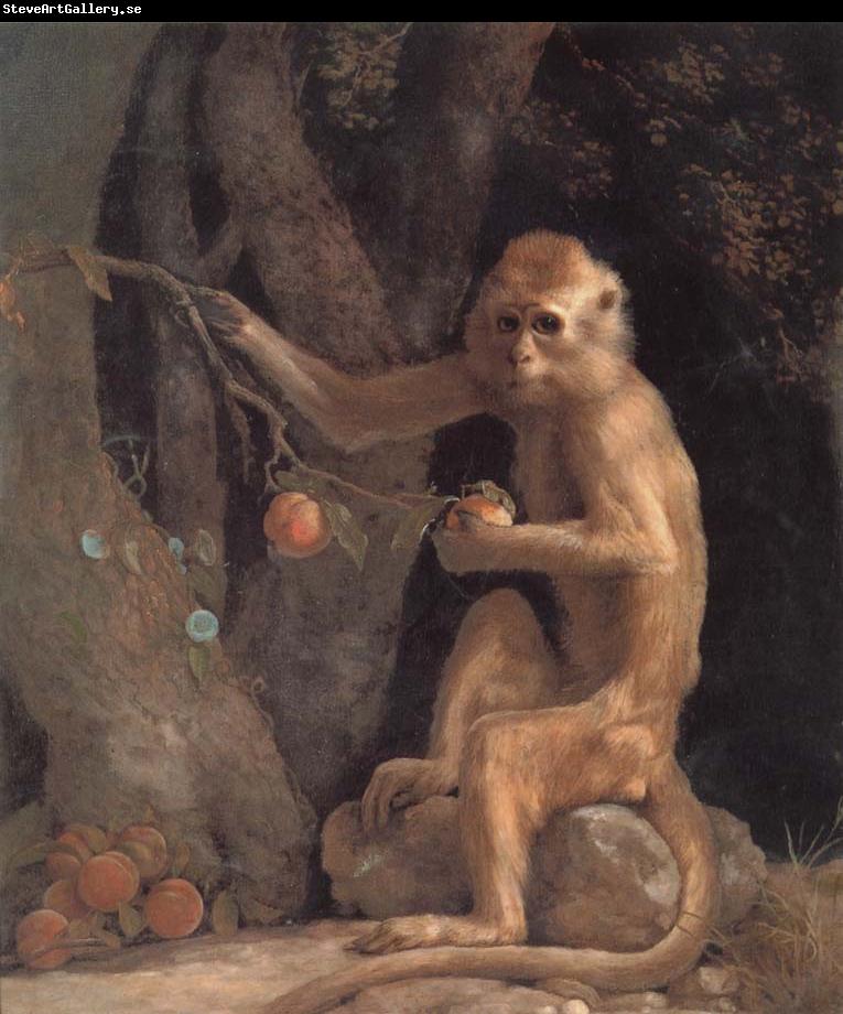 George Stubbs Monkey